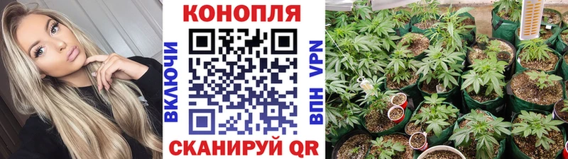 Бошки марихуана Amnesia  Купить  Муравленко 